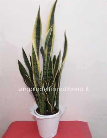 PIANTA SANSAVERIA TRIFASCIATA