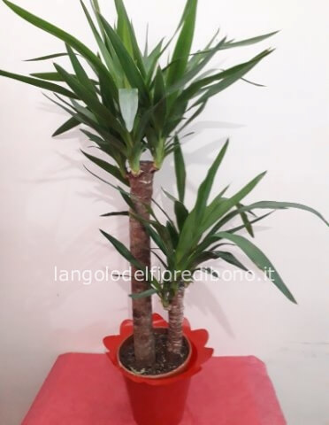 PIANTA YUCCA