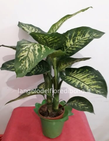 PIANTA DIEFFENBACHIA