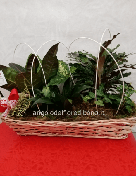 COMPOSIZIONE DI PIANTE VERDI IN CESTO