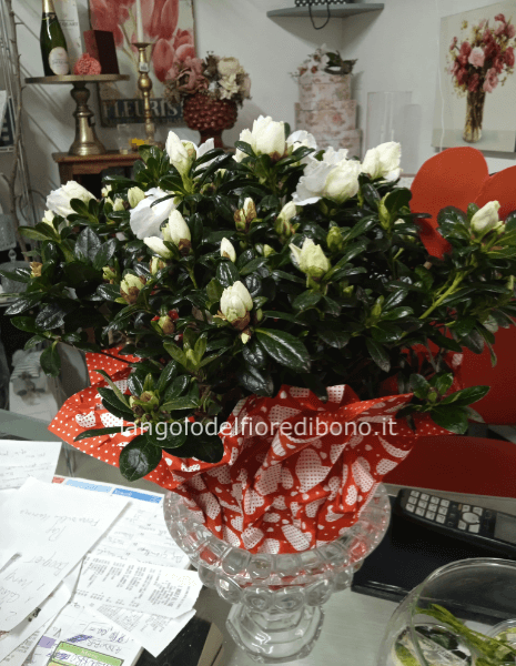 AZALEA IN VASO (COLORE VARIABILE A DISPONIBILITA)